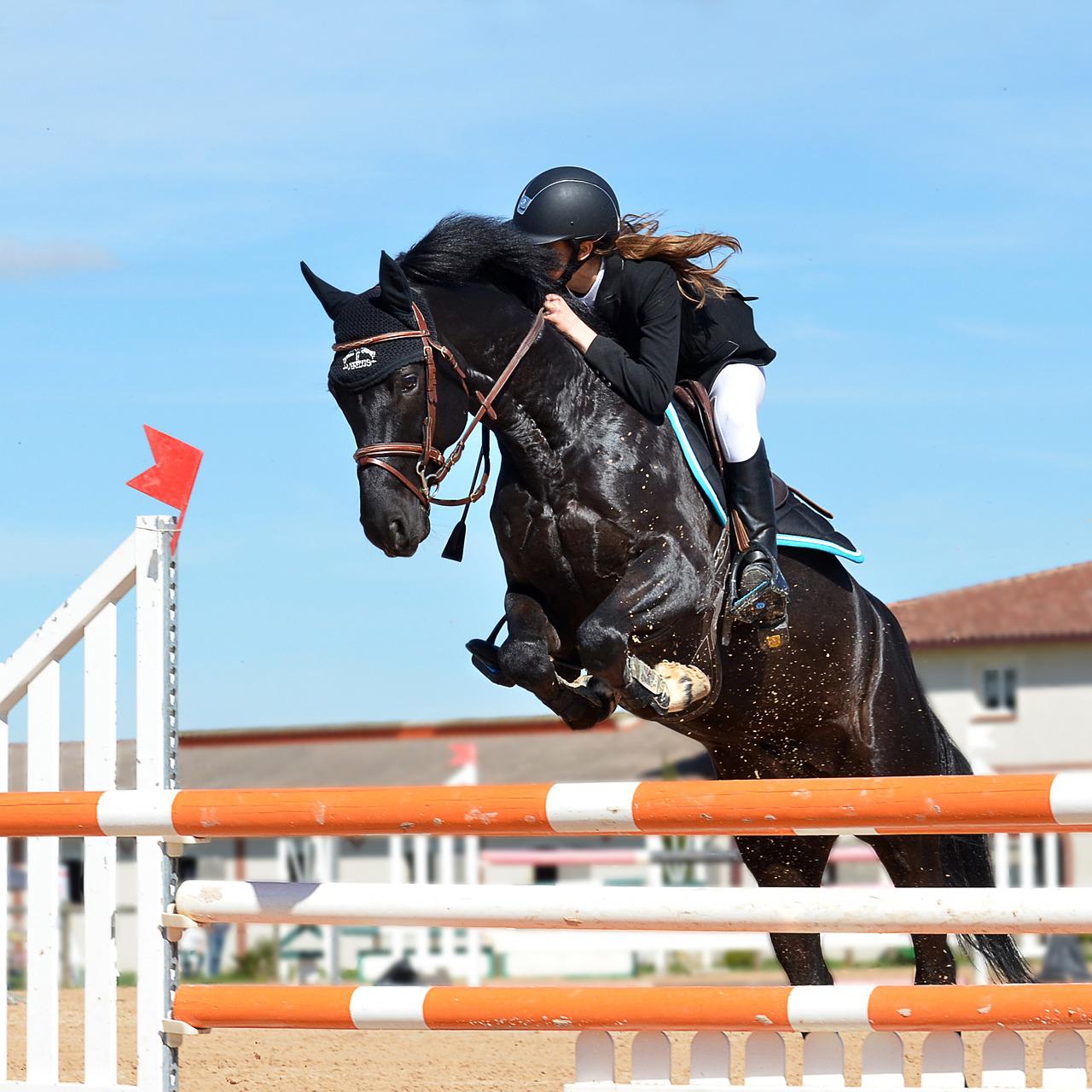 Horse Jumping